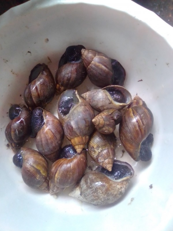 Schnecken from Kenia