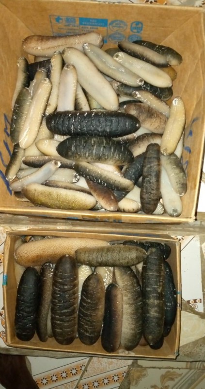 Strzykwa morska from Kenia