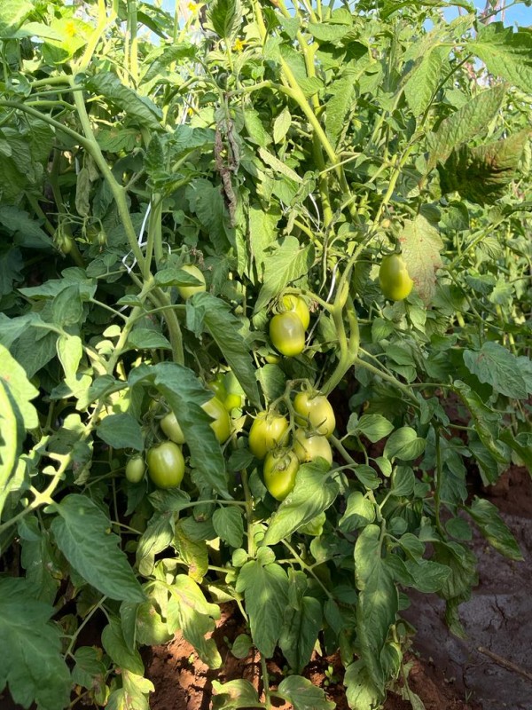 Tomates from Quénia