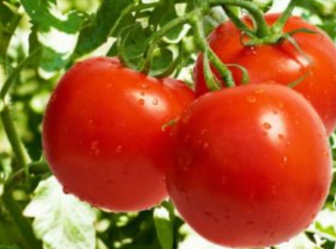 Tomates from Quénia