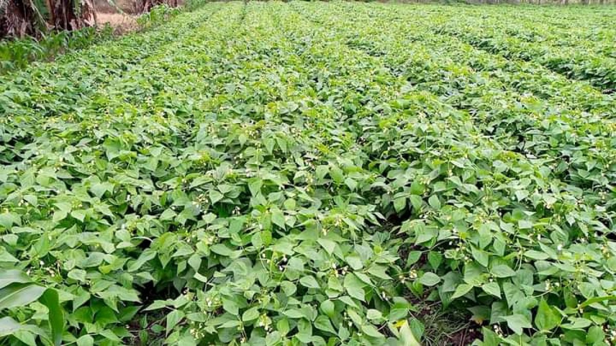 French Beans from Kenya
