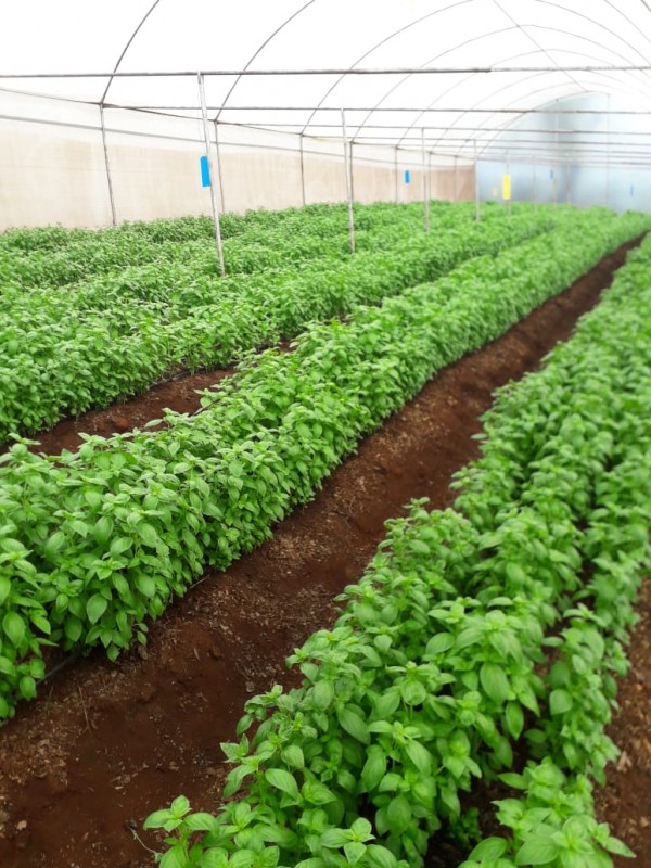 Basil from Kenya