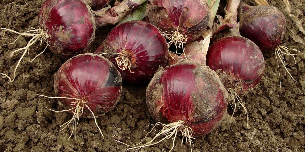 Cebollas rojas from Kenia