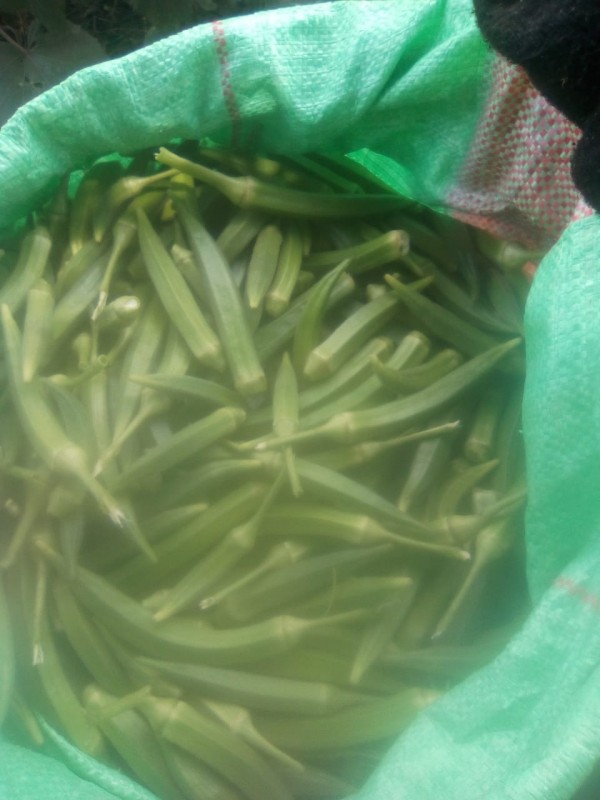 Okra from Kenya