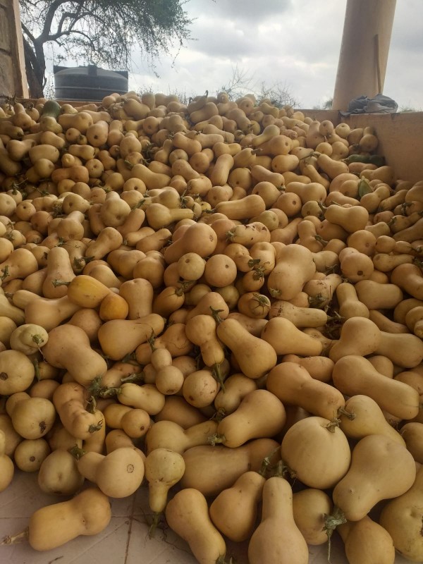 Butternuts from Kenya