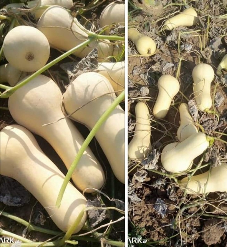 Labu Butternut from Kenya