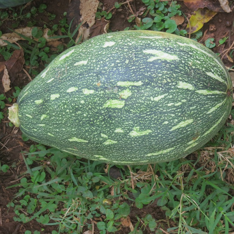 Tepung Labu Organik Melawan Kemiskinan from Kenya