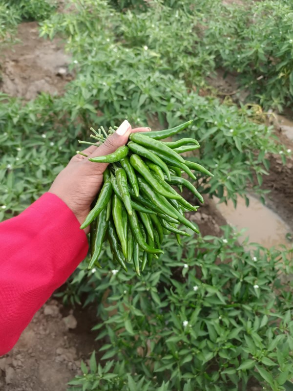 Peperoncini rossi e verdi from Kenya