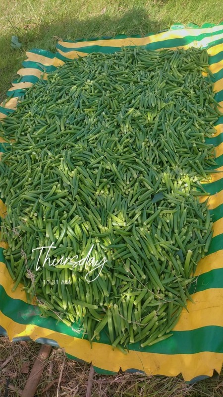 Okra from Kenia