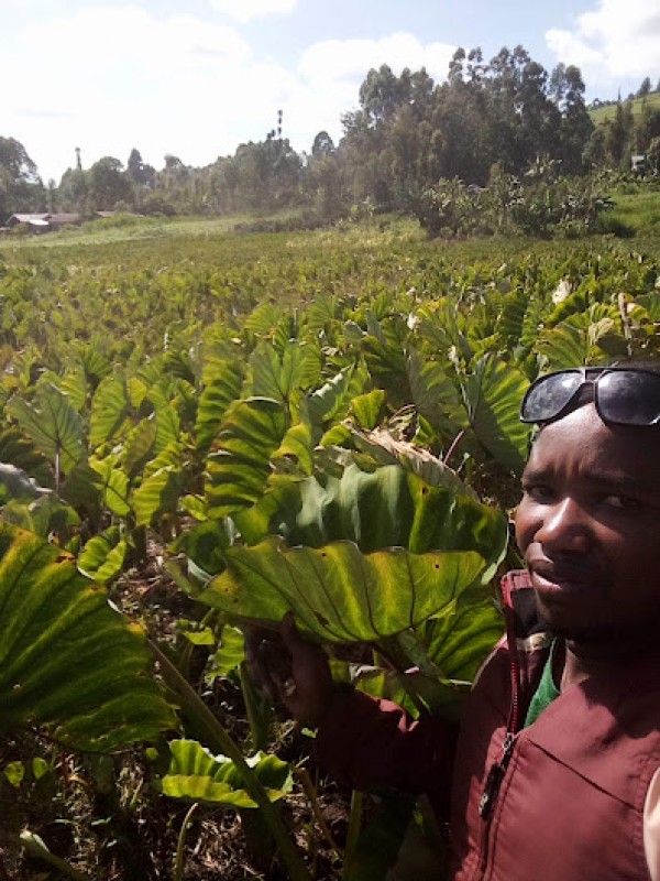 arrowroots(nduma) from Kenya