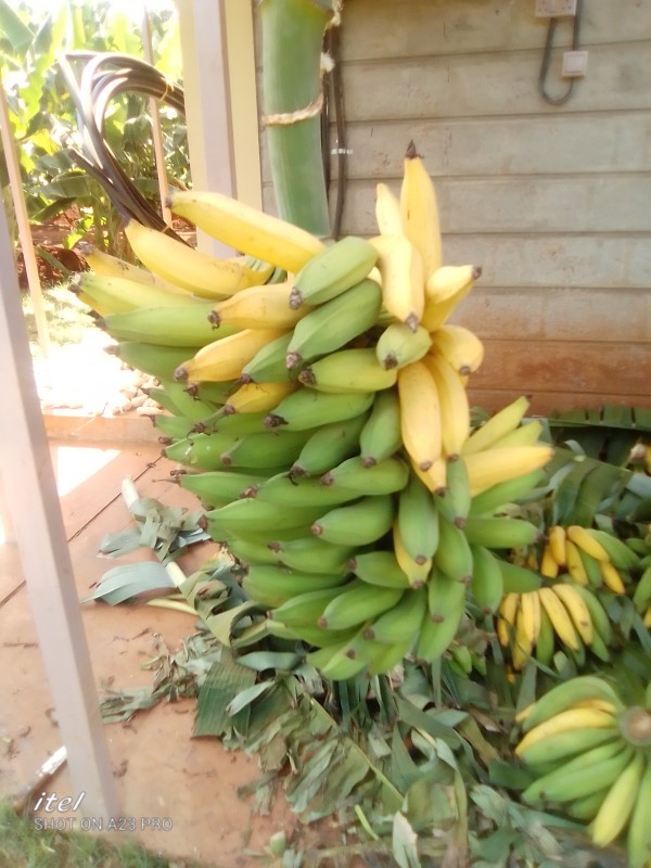 Pisang kepok from Kenya