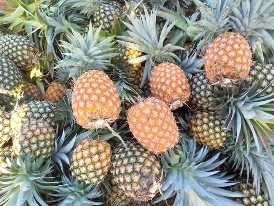 Paneapple from Kenya