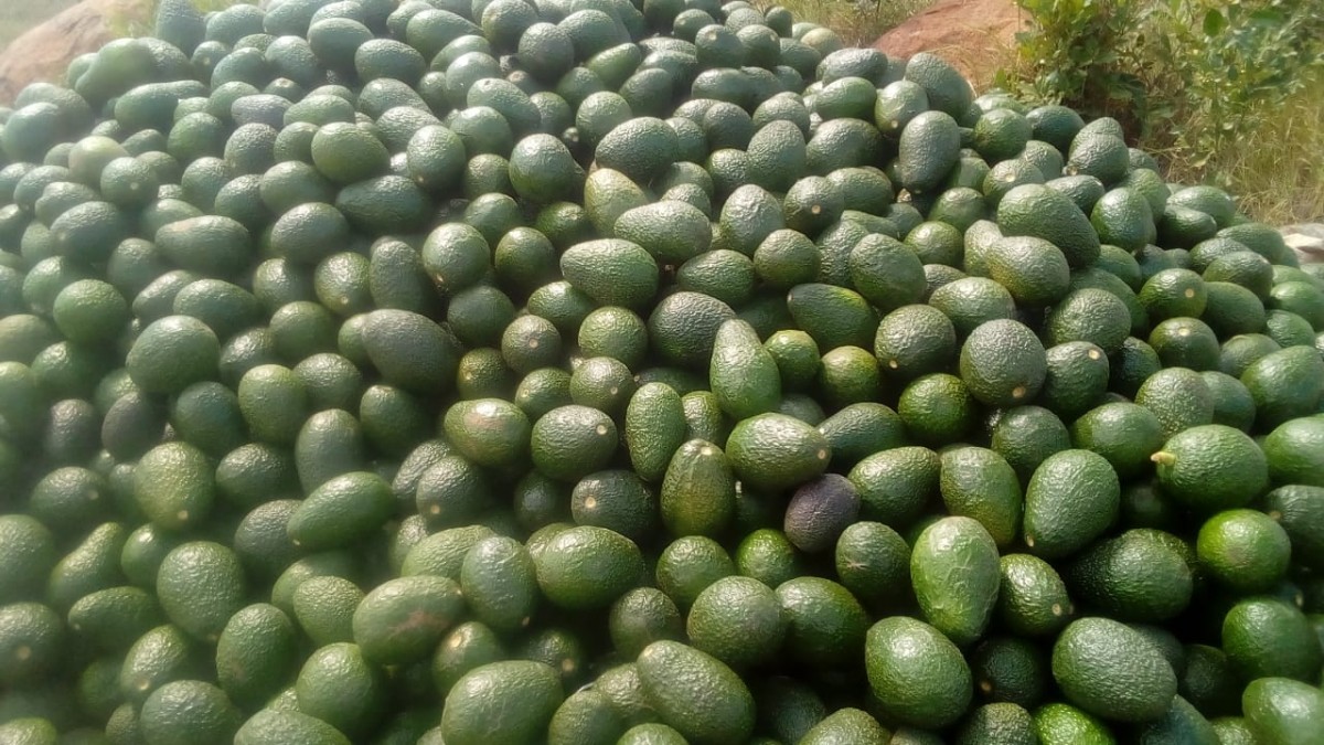 Avocado from Kenya