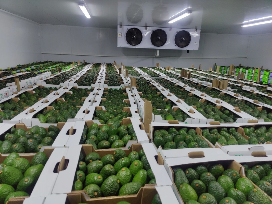 AVOCADO from Kenya