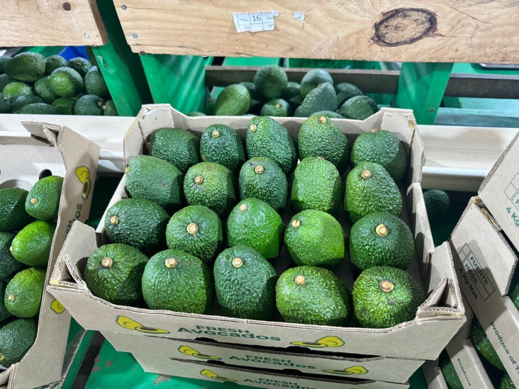 Avocado uit Kenia from Kenia