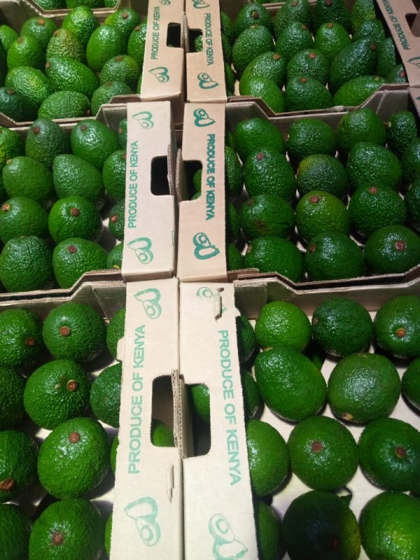 Hass Avocados from Kenya
