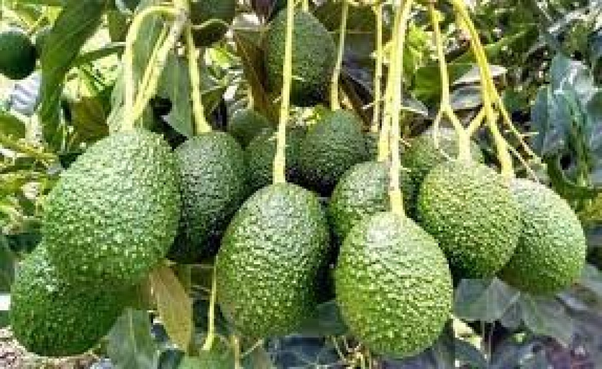 Avocado from Kenya