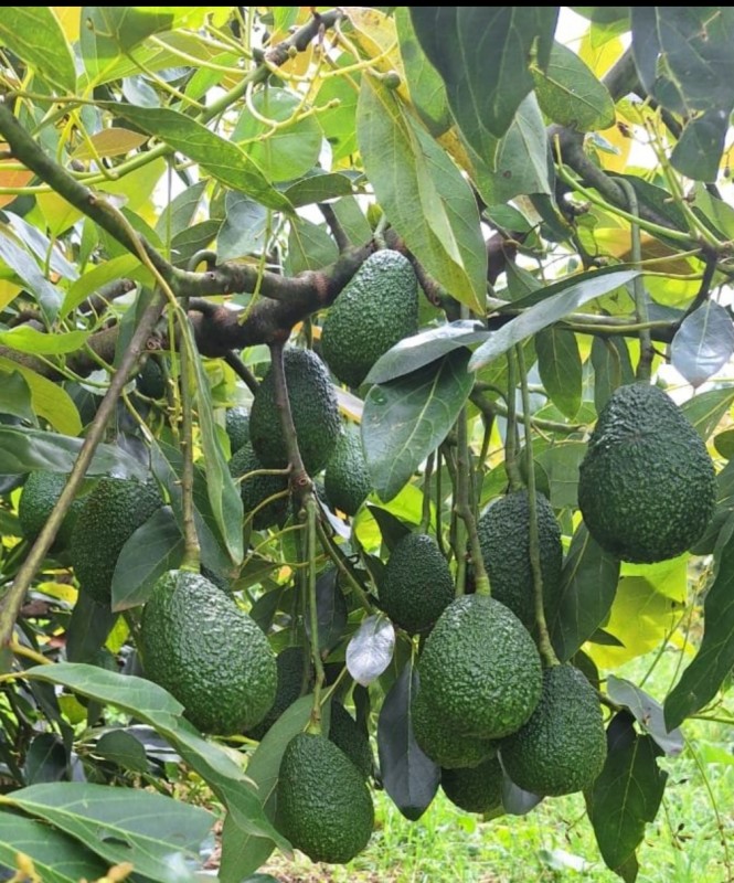 Hass Avocado from Kenya