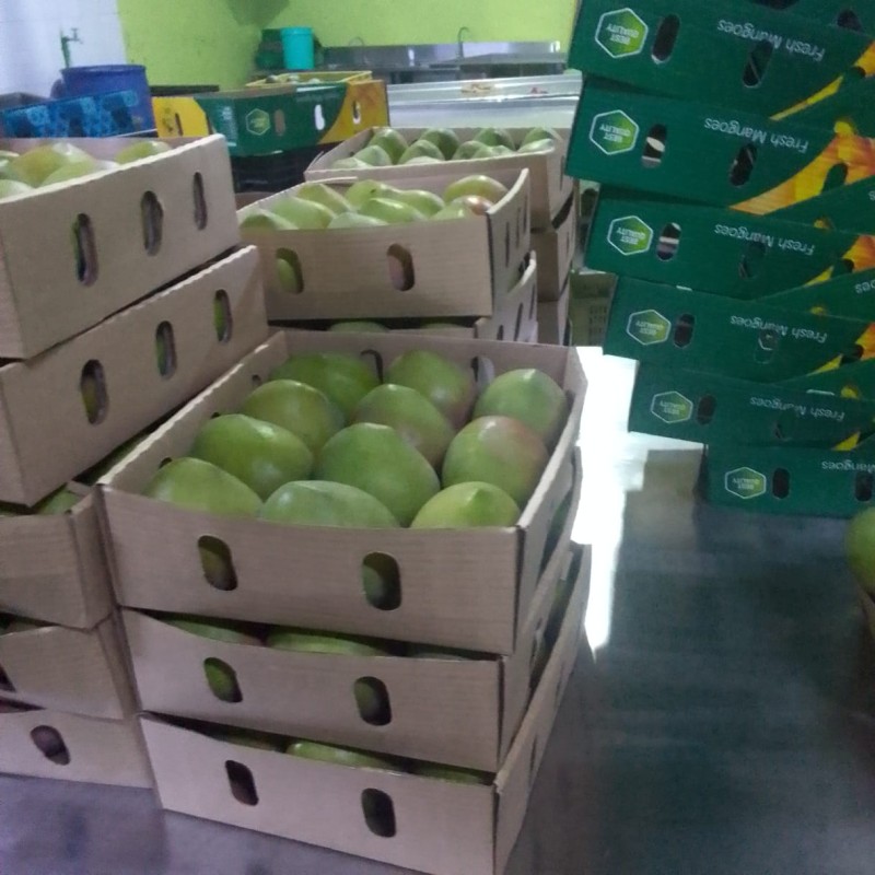 Mangas Apple do Quênia from Quénia