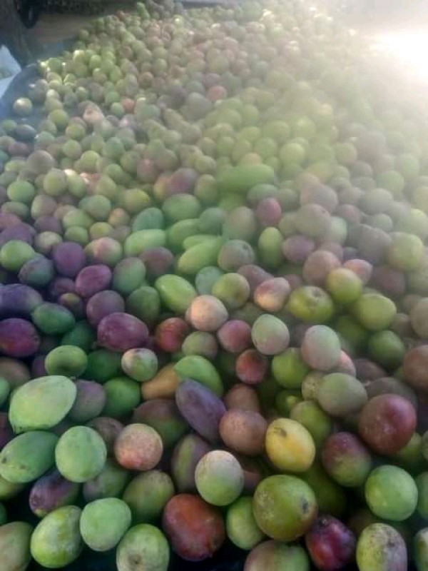 Apple mangoes from Kenya