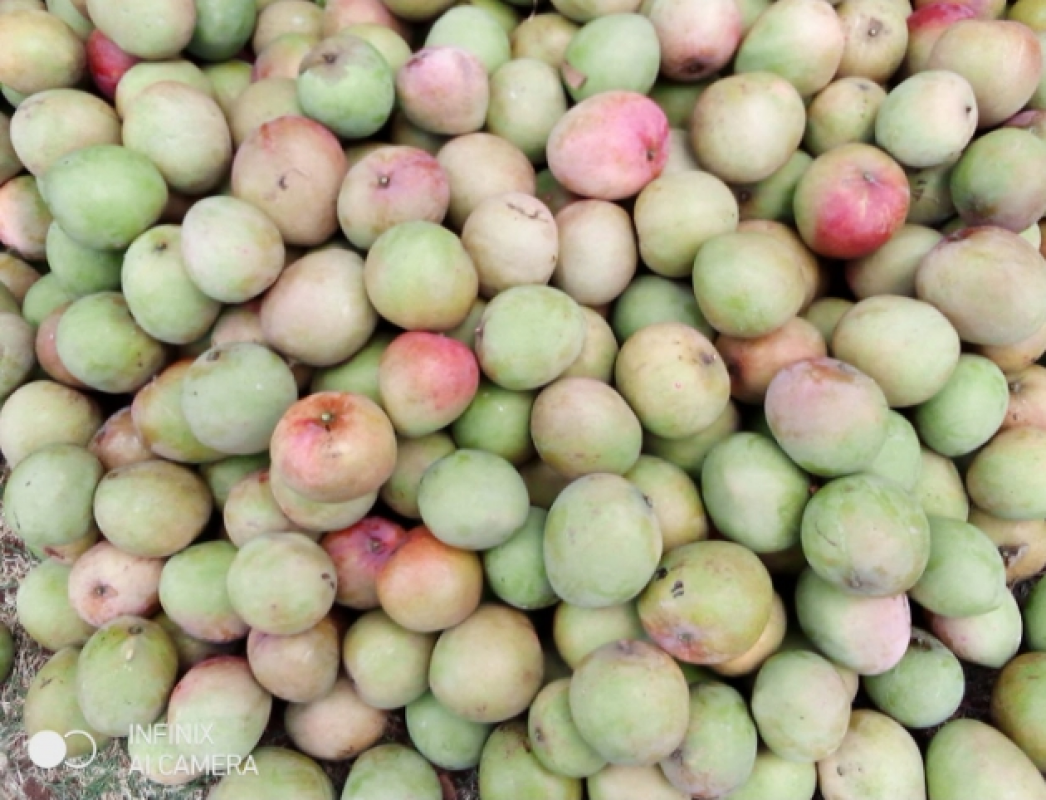 Apple Mangoes from Kenya