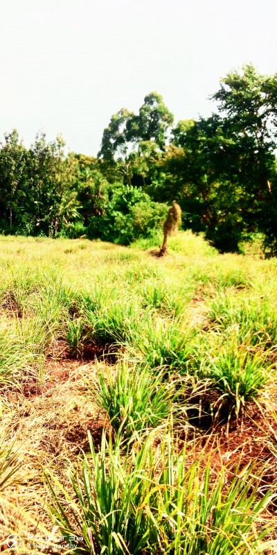 Hierba limón from Kenia