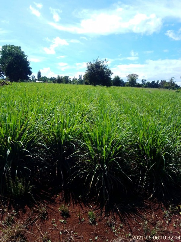 Lemongrass(cymbopogon) from Kenya