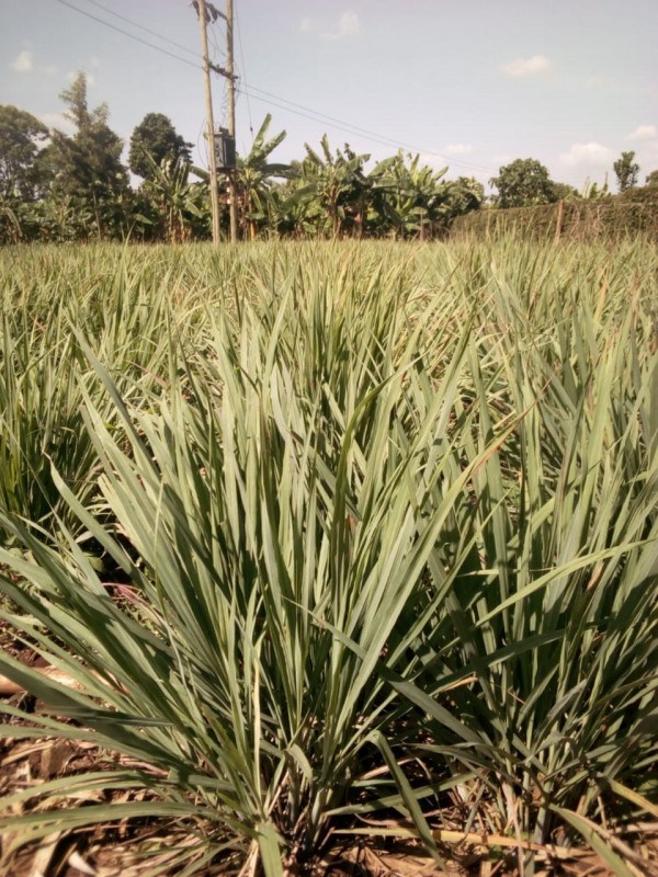 Serai from Kenya