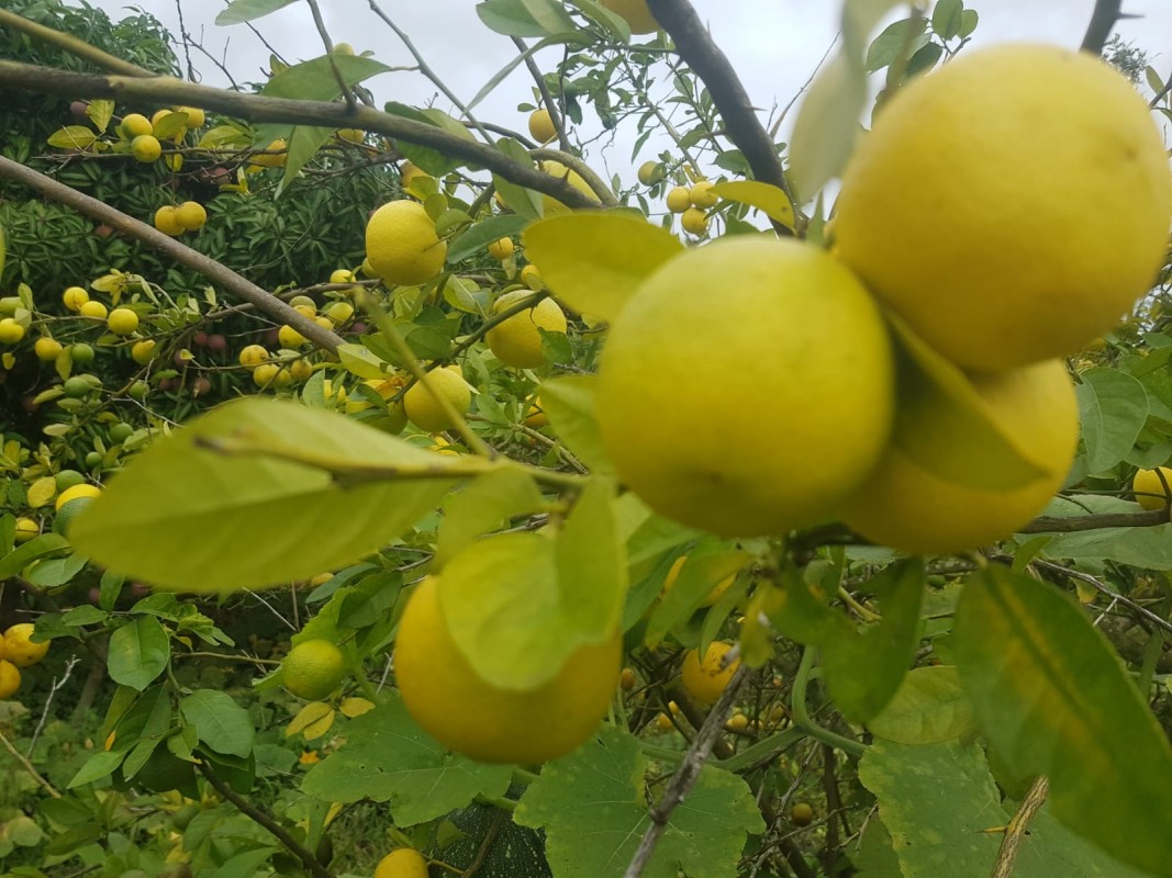 Limones from Kenia