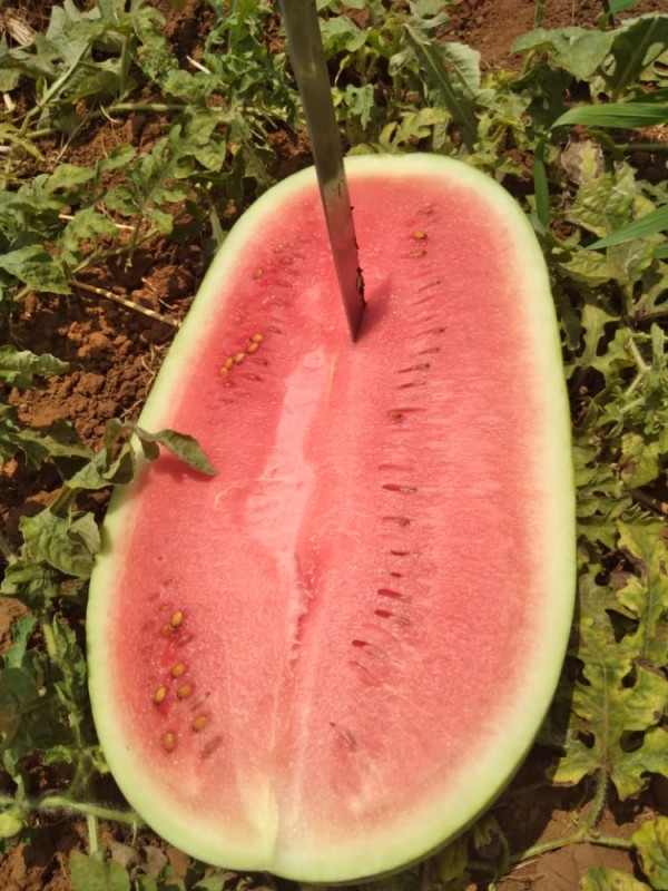 Watermelon from Kenya