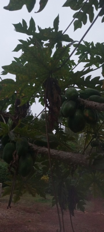 Papaja from Kenia
