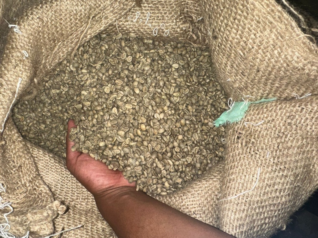 Grains de café verts from Kenya