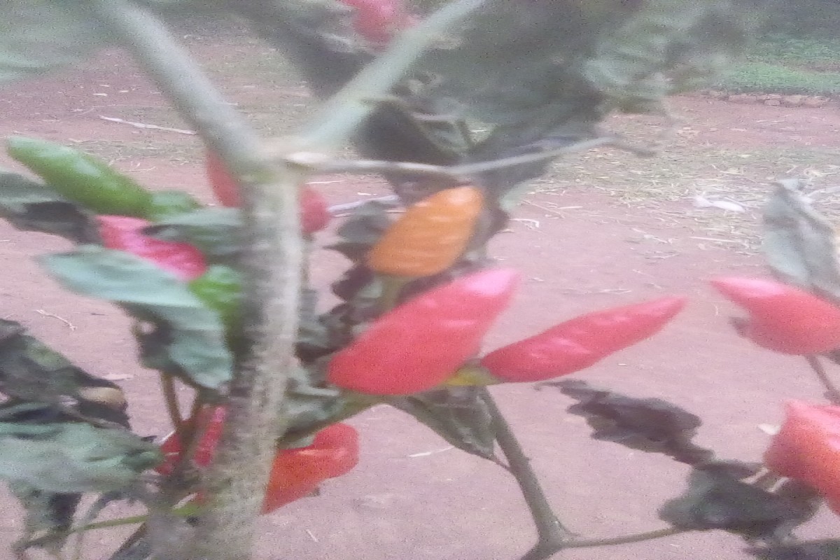 Papryka ostra from Kenia