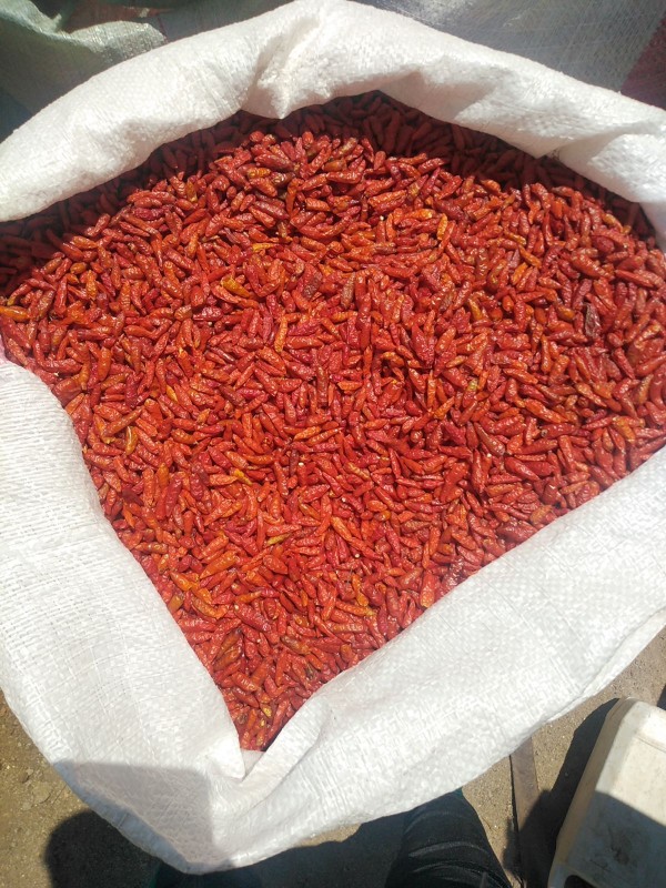 African Birds Eye from Kenya