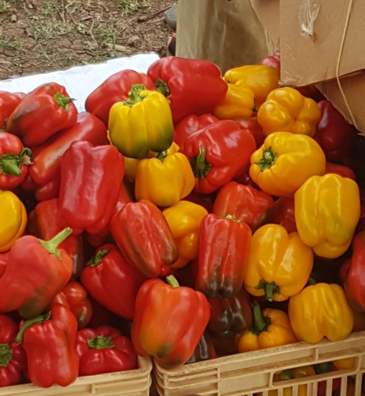 Peperoni colorati kenioti from Kenya