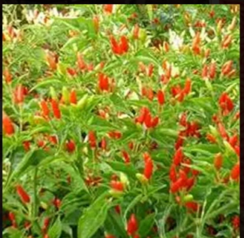 Peperoncini rossi from Kenya