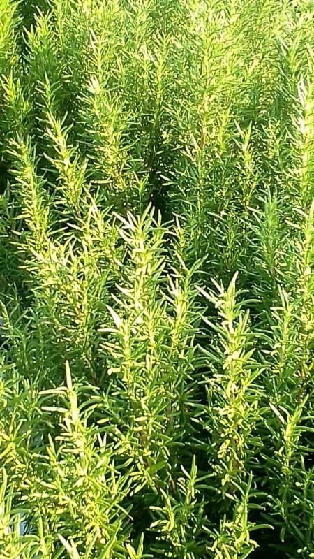 Rosemary leaves fredh from Kenya