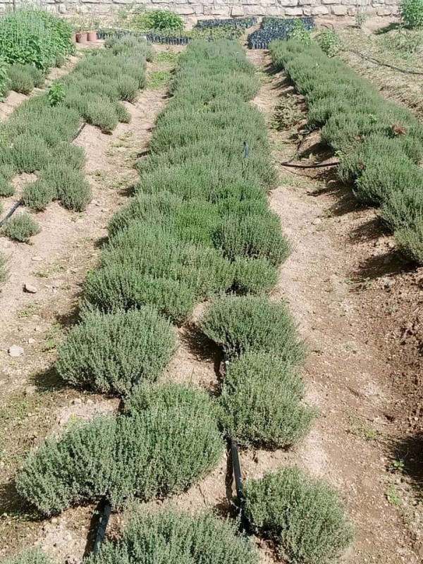 Thyme from Kenya