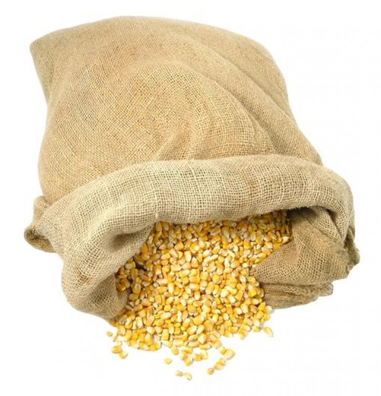 maize/corn from Kenya