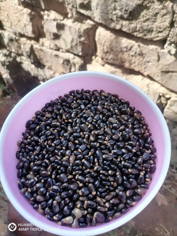 Sementes de mamona preta from Quénia