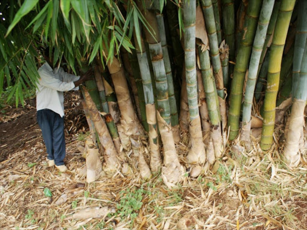Bamboo from Kenya