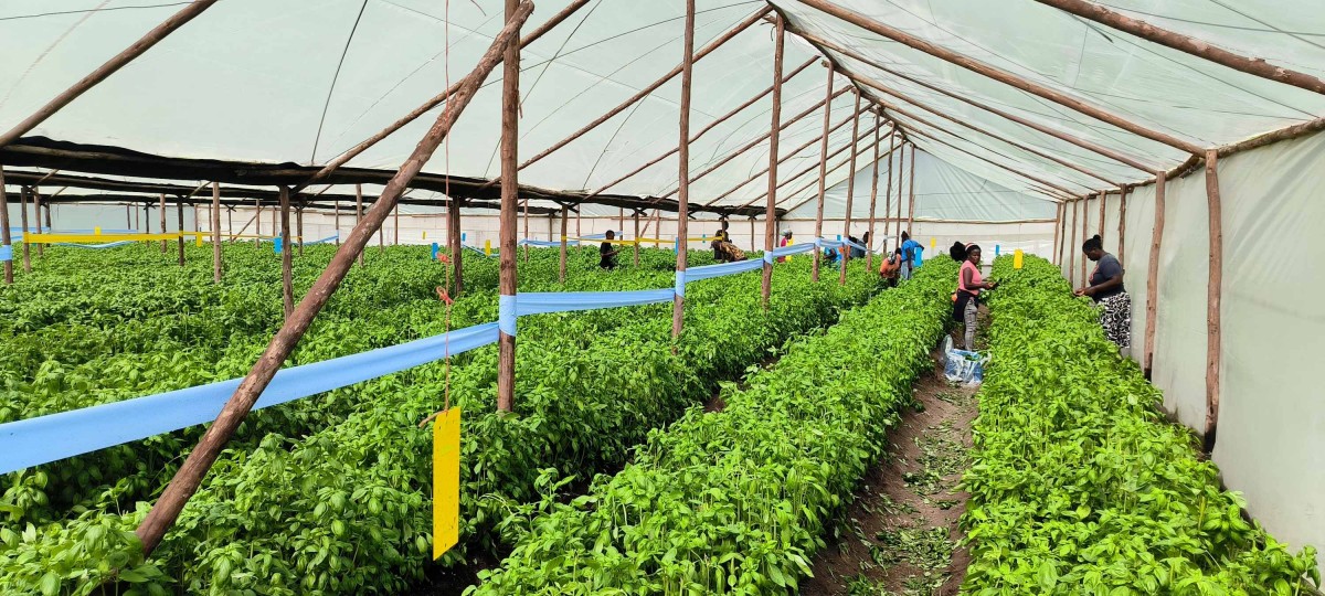 Basil from Kenya