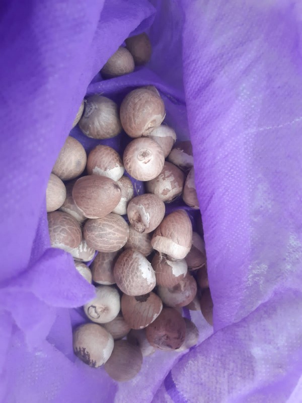 Betel Nuts from Kenya