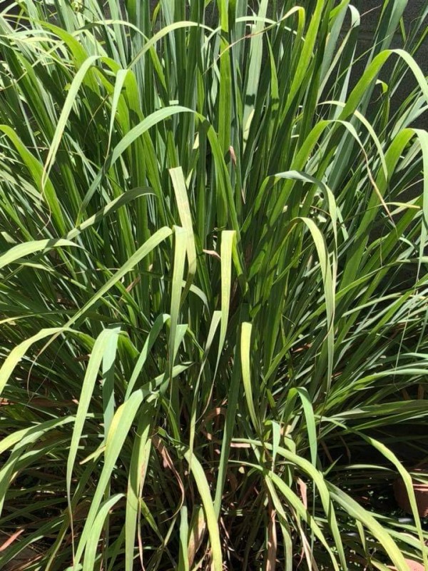 Lemon grass from Kenya