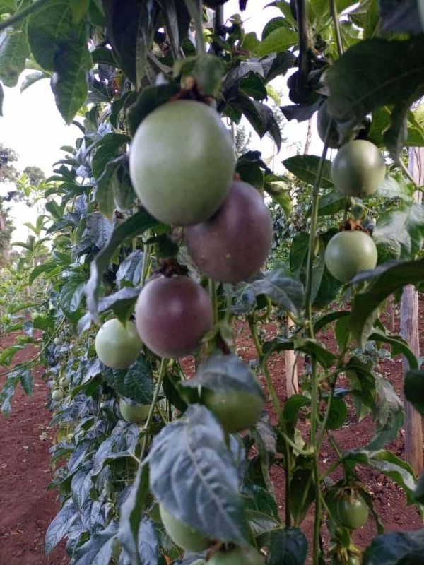 Passion Fruit from Kenya