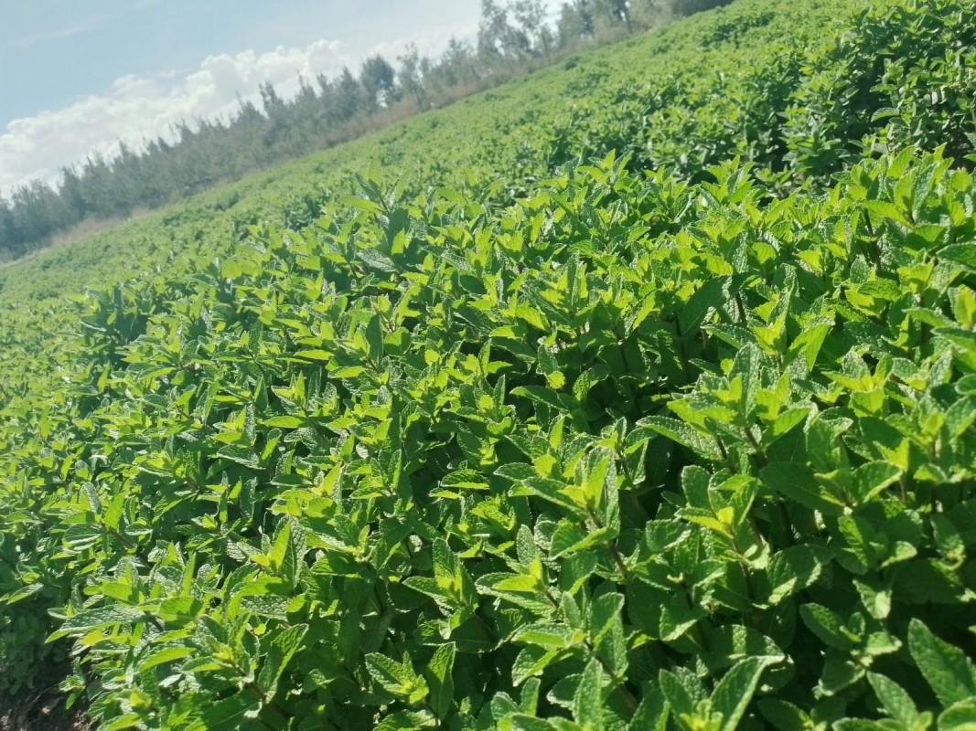 MINT from Kenya