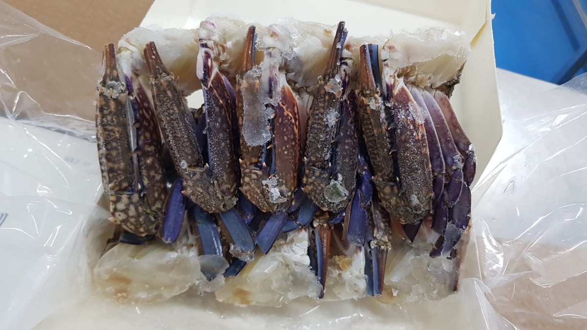 Kepiting biru from Korea Selatan