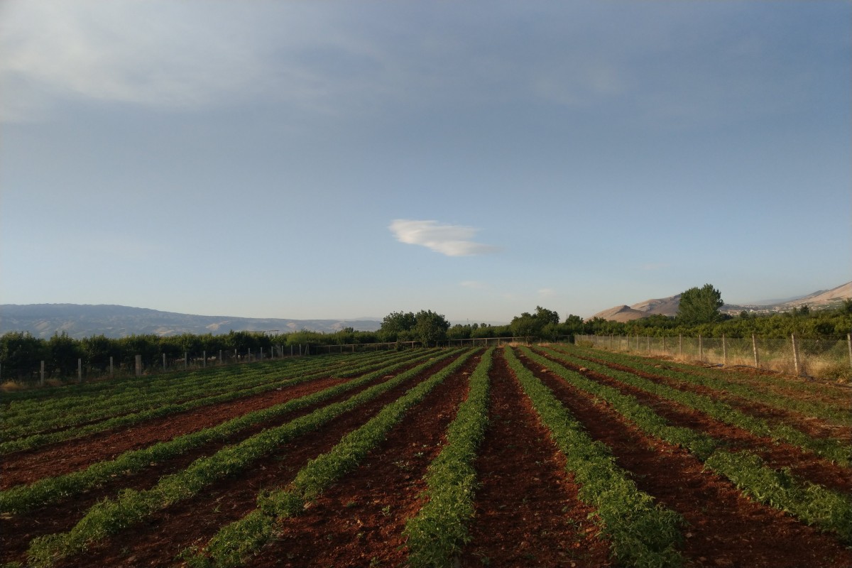 Tomates frescos do Líbano. 100% naturais from Líbano