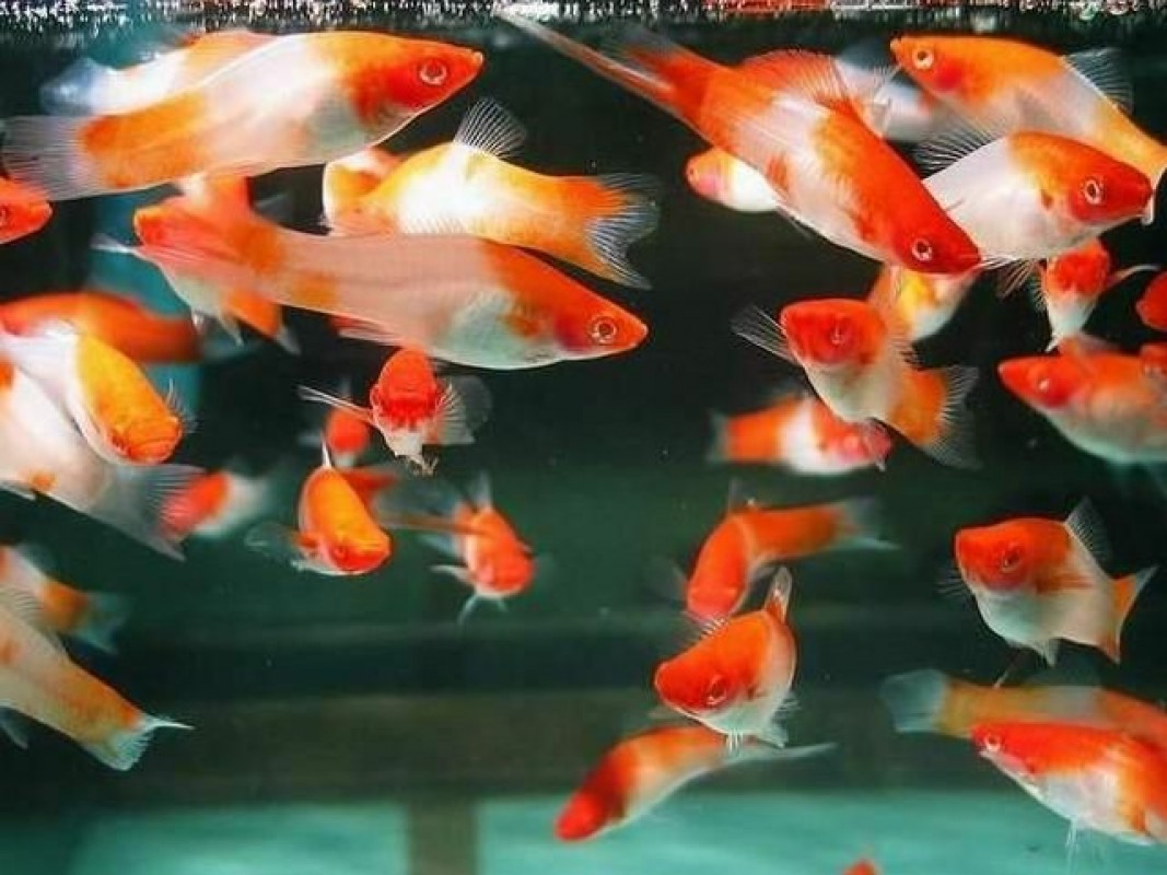 Rotaugen Kohaku Schwertträger from Sri Lanka