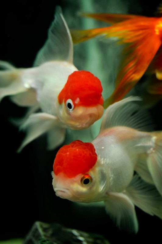 Oranda Goldfisch mit roter Kappe from Sri Lanka